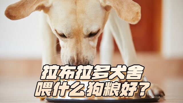 拉布拉多犬舍喂什么狗粮好?一起来看看吧!