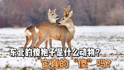 傻狍子究竟是什么动物?它真的很“傻”吗?_高清1080P在线观看平台_腾讯视频