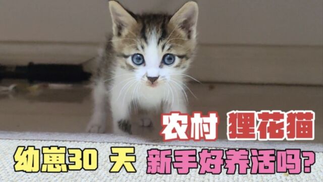 农村的狸花猫好养活吗?幼崽刚满月,虽然不是名品种,依然很可爱