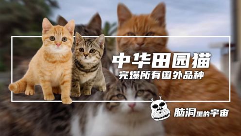 中华田园猫，完爆所有国外品种