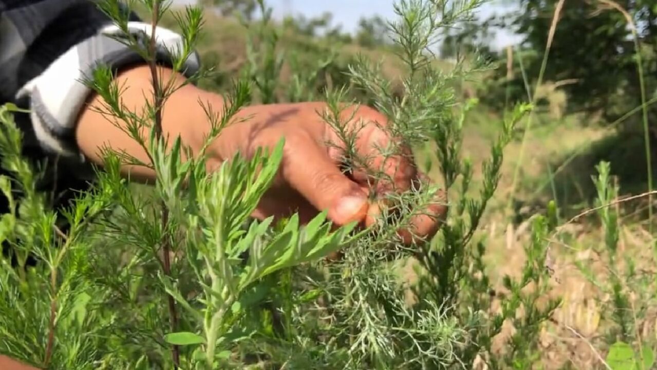 现在是茵陈艾草最好认的时候,分不清的朋友们看过来,一目了然