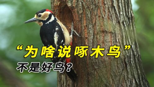 为啥说啄木鸟不是好鸟？“森林医生”人设崩塌，成为“森林杀手”