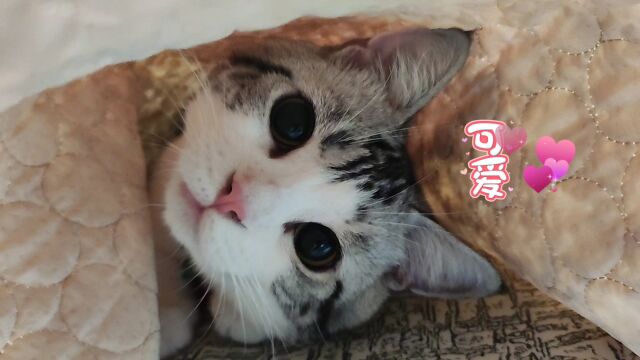 可爱猫咪萌翻了 小猫咪歪头杀好可爱