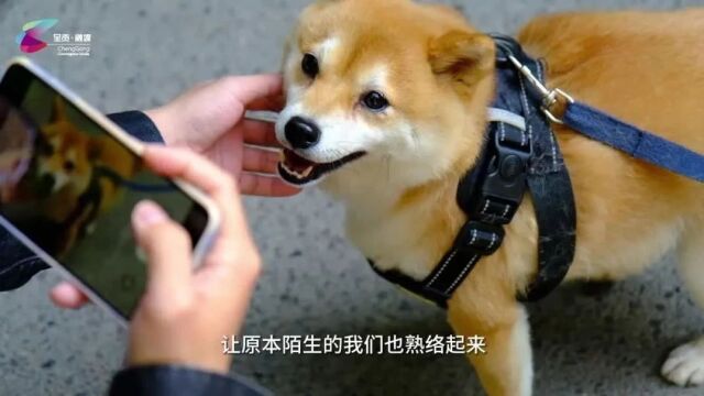 @呈贡居民 当好文明养犬人 主人更放心 路人更安心