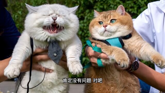 银渐层和英短是什么关系?他是怎么从猫界头牌陨落的?