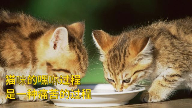 猫咪的交配过程,对于母猫来说,其实是一种痛苦的过程