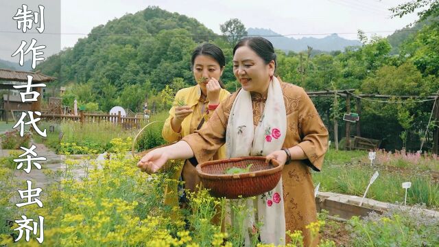 认识这种野外香草,教你学会制作古代杀虫剂