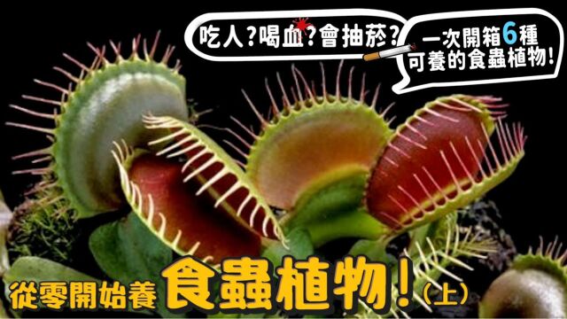 食虫植物(上)!6种可养开箱!消化液可以溶蚀生物会吸人血大解密