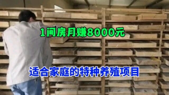 10平方就可以养殖,1个月能赚8000元,利润高销路广,适合你吗?