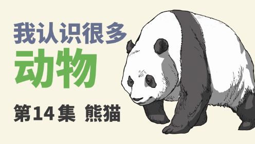 第14集 熊猫