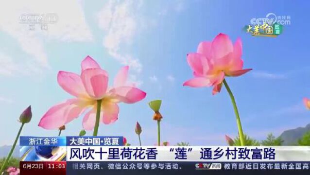 风吹十里荷花香 “莲”通乡村“致富路”