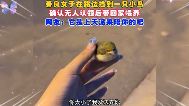 善良女子在路边捡到一只小鸟,确认无人认领后带回家喂养.网友:它是上天派来陪你的吧