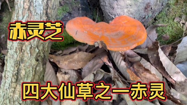 再次进山寻找宝贝,遇到四大仙草之一的赤灵,有人知道它的作用吗