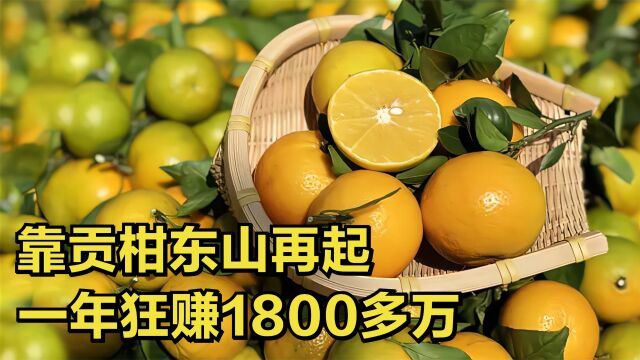 广东小伙经历沉痛打击,靠贡柑东山再起,年销售额达到1800多万!