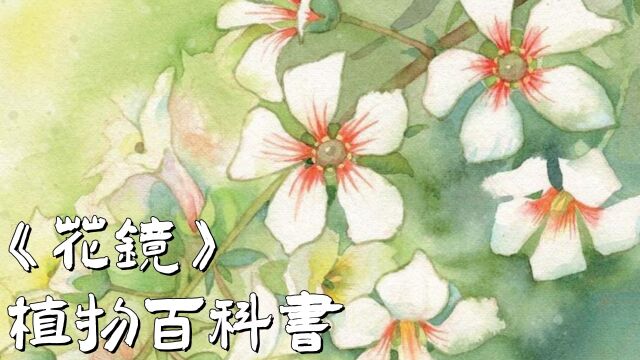 这个神奇的花竟然出现在,陈淏子与他的植物百科书《花镜》中