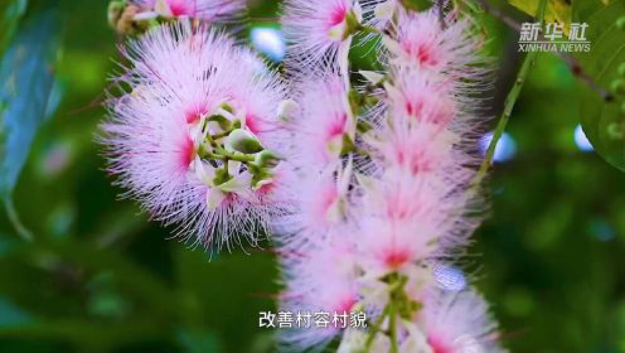海南儋州:玉蕊花香七里村
