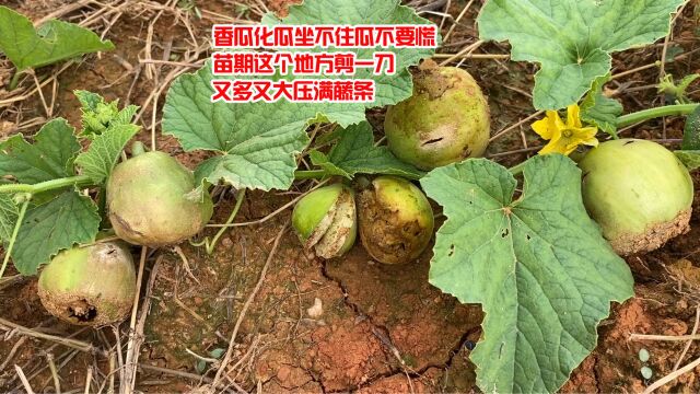 香瓜出现化瓜、坐不住瓜不要慌,苗期这个地方剪1刀,又多又大压满藤条