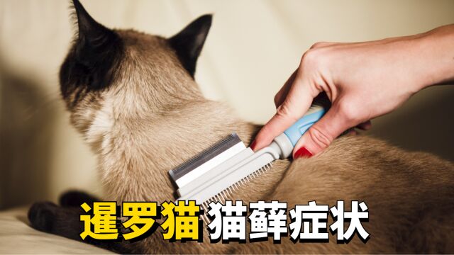 暹罗猫猫藓会有什么症状,新铲屎官一定要注意了!