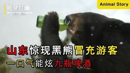 山东惊现黑熊精，会直立行走最爱喝酒，一口气炫九瓶啤酒？
