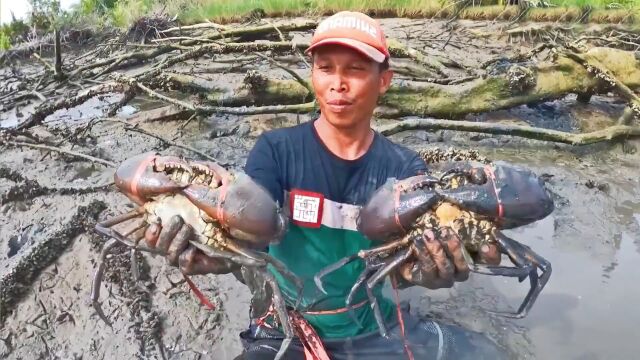 赶海捕捉超级大青蟹,这大青蟹实在是太大了,想抓它可不容易!