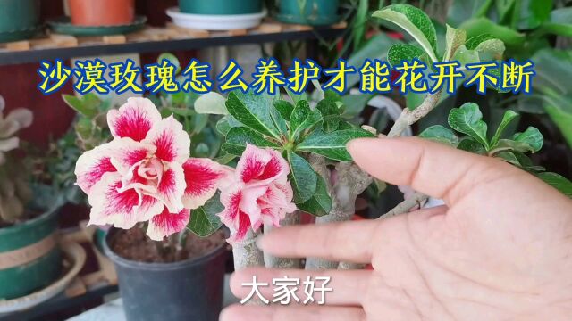 沙漠玫瑰怎么养护才能花开不断