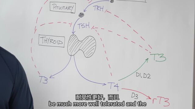 256 – 内分泌系统:探索甲状腺、肾上腺和性激素 彼得ⷩ˜🨒‚亚,医学博士