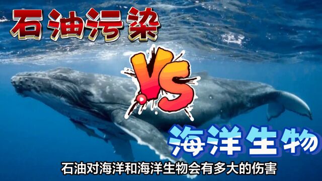 石油污染对海洋生物会有多大的伤害