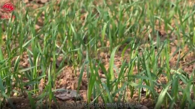 【省媒关注】小麦一年两熟?山西田间“育种师”研究20余年收获成果