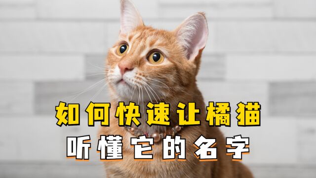 如何教橘猫快速听懂它的名字,4个简单步骤!