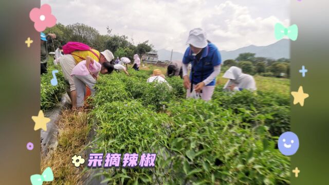 福达集团开展职工亲子劳动实践活动,享采摘之趣,沐自然之美!