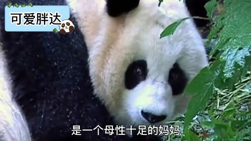 大熊猫“淘淘”回家之路（2）