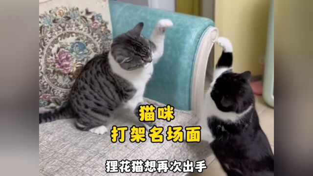 那些猫咪打架名场面,谁才是猫界之王?