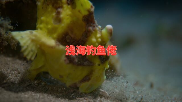 浅海钓鱼佬大斑躄鱼,高超技术永不空军!