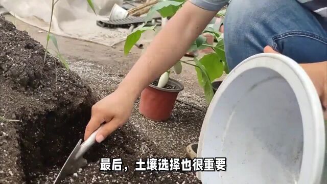 月影系多肉中的经典品种白月影,想要养出漂亮的状态,做好这3点