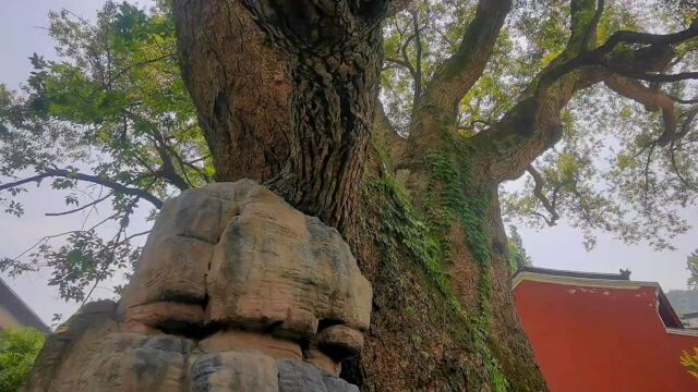 四棵千年樟,称王一方,余姚樟树王大隐于溪畔