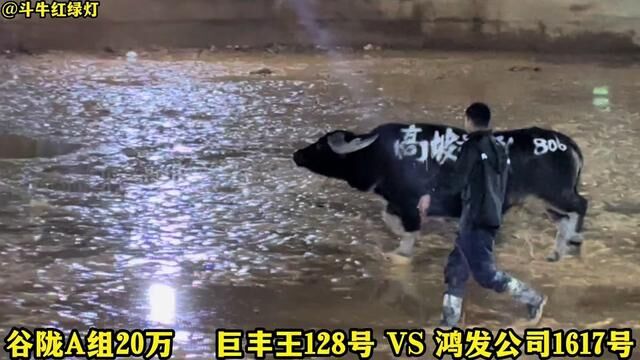 巨丰王牛王128号VS鸿发公司1617号