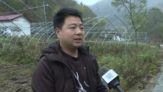 【向人民报告】郭镇:天麻破土迎收 敲开群众乡村振兴“致富门”