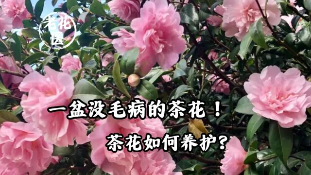 一盆没毛病的茶花!茶花如何养护?