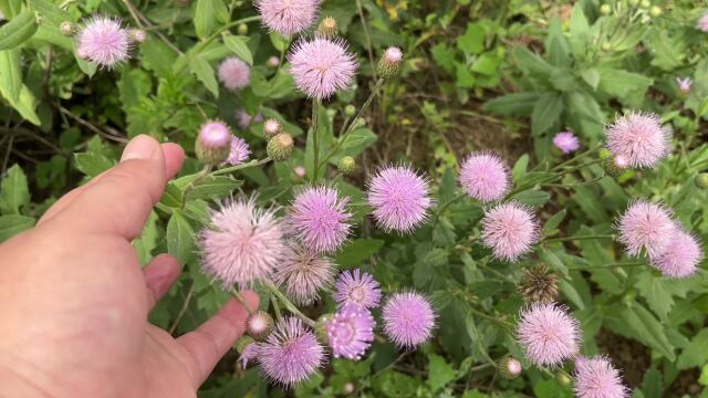 农村野生小紫花,泡水喝的价值你无法想象,可惜很多人都错过了