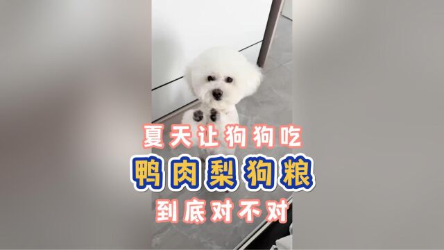 夏天让狗狗吃鸭肉梨狗粮到底对不对?