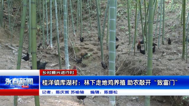 【乡村振兴进行时】桂洋镇库湖村:林下走地鸡养殖 助农敲开“致富门”