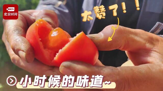 大棚西红柿新鲜上市 种植户增产增收