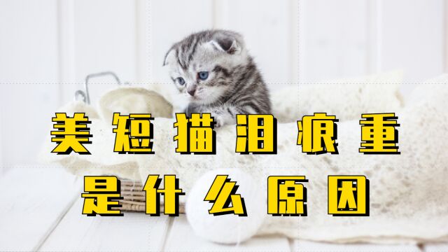 美短猫为什么会有泪痕,看完你就知道了~