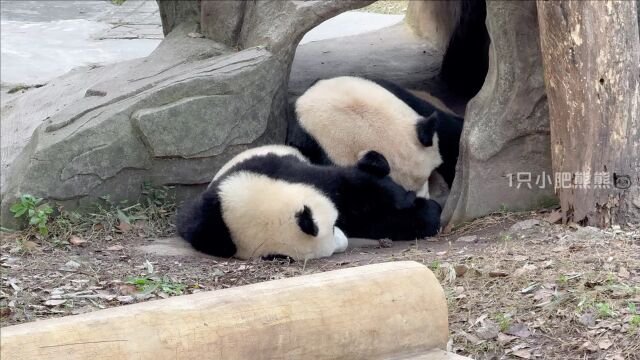 爱爱各种耍宝想引起妈妈注意,妈妈不理她还生气,谁说爱爱不费妈的(视频很长,建议wifi环境下观看~)#大熊猫渝可渝爱