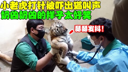 小老虎害怕打疫苗，全程呆萌四肢瘫软，还被吓出猫叫声！