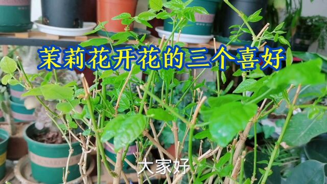 茉莉花开花的“三个喜好”