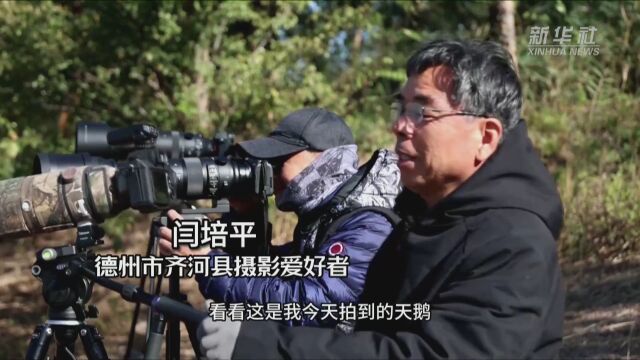 山东德州:黄河水乡国家湿地迎来越冬天鹅