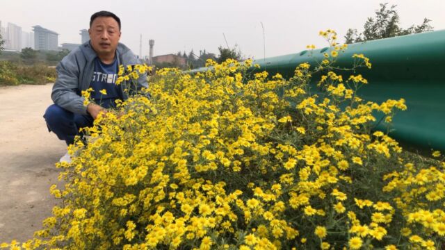 农村野菊花泡水一级棒,地头路边特别多一会就采一大袋,来欣赏下