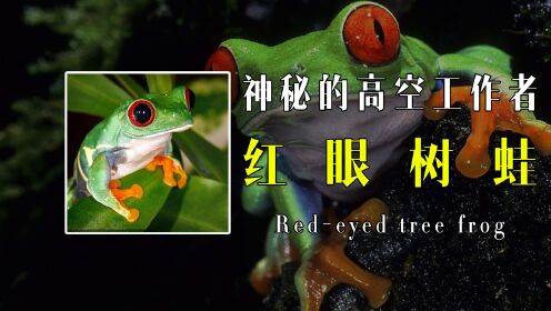 大自然的调色盘中滴落的颜料，红配绿的最美生物，卡斯兰大眼睛的红眼树蛙到底有多神奇？