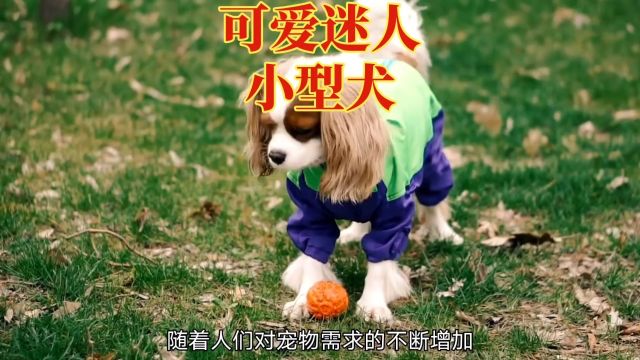 小型犬品种大公开,快来选一只吧